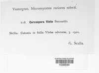 Cercospora violae image